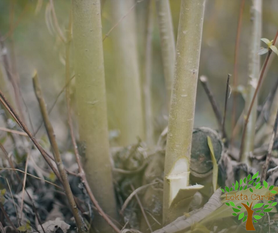 Lokta means bark of indigenous Daphne plant, which is locally called Himalayan Lokta or simply